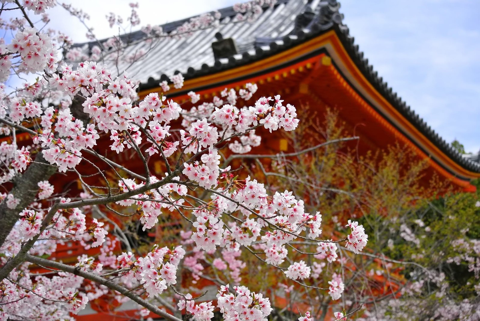 京都府にお祝いを贈る時に知っておきたいこと 贈り物なら胡蝶蘭